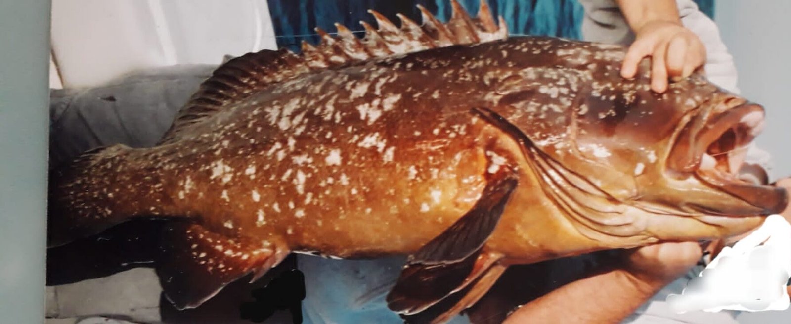 Massimo Deiana mostra una cernia appena pescata durante un'uscita di pesca.